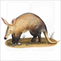 Aardvark illustration