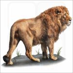 African Lion illustration