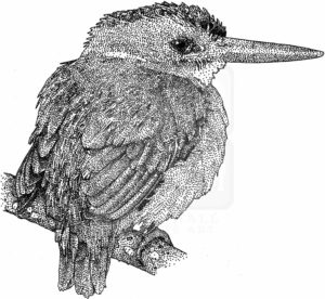 African Pygmy Kingfisher art