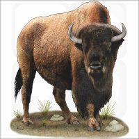 American Bison or Buffalo illustration