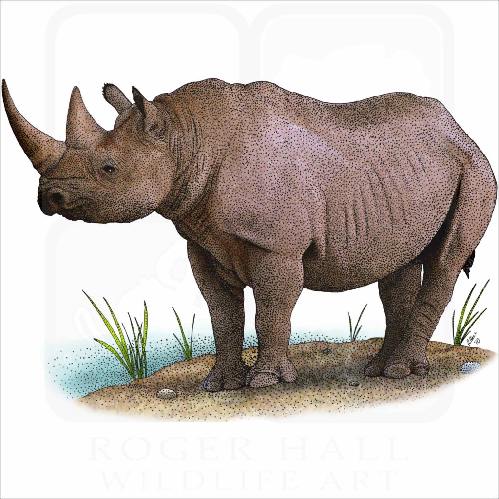 Black-Rhinoceros-1024x1024.jpg