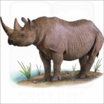Black Rhinoceros illustration
