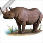 Black Rhinoceros stock image