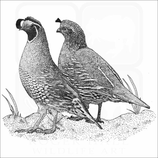 California Quail