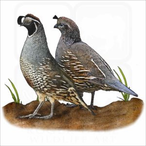 California Quails illustration