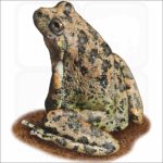 California Tree Frog illustration