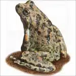 California Tree Frog illustration