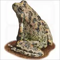 California Tree Frog illustration