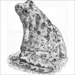 California Tree Frog illustration