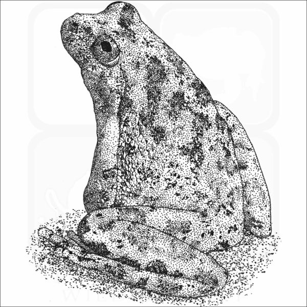 California Tree Frog illustration