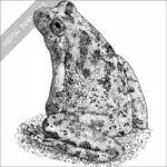 California Tree Frog