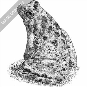 California Tree Frog