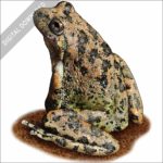 California Tree Frog stock image