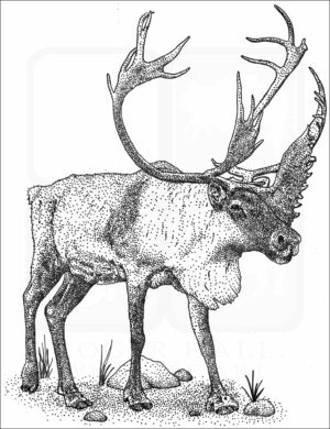 Caribou or Reindeer