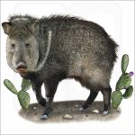 Collared Peccary or Javelina illustration