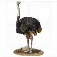 Common Ostrich illustration