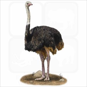Common Ostrich illustration