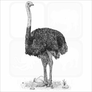 Common Ostrich black and white illustration