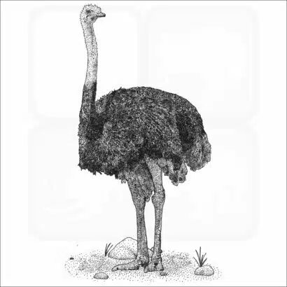 Common Ostrich black and white illustration