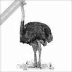 Common Ostrich black and white stock image