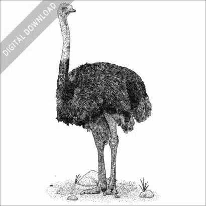 Common Ostrich black and white stock image