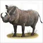 Common Warthog illustration