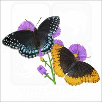 Diana Fritillary Butterflies illustration