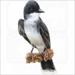Eastern Kingbird illustration