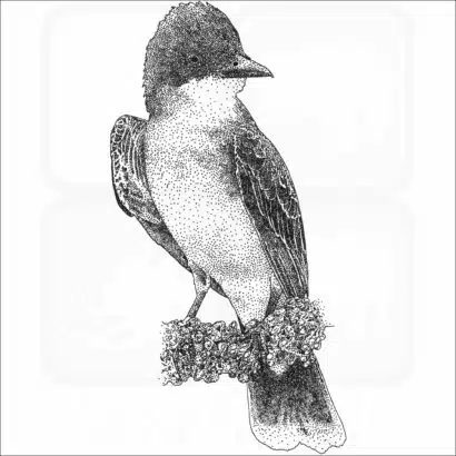 Eastern Kingbird
