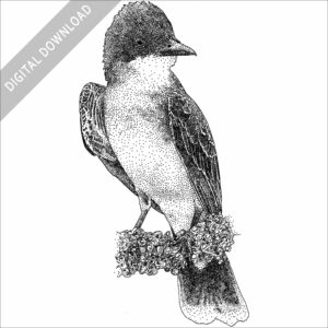 Eastern Kingbird stock image