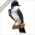 Eastern Kingbird stock image