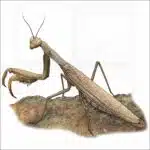 European Praying Mantis illustration