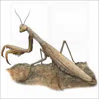 European Praying Mantis illustration
