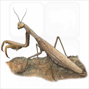 European Praying Mantis illustration