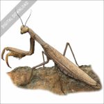 European Praying Mantis stock image