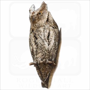 European Scops Owl illustration