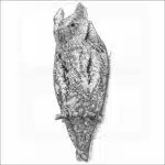 European Scops Owl illustration