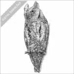 European Scops Owl