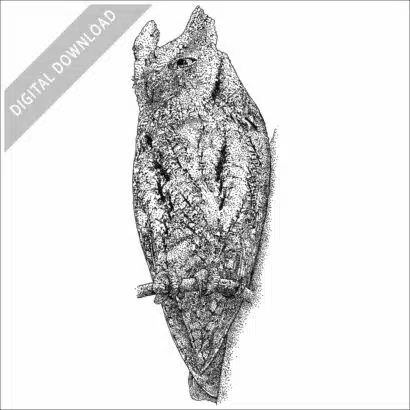 European Scops Owl