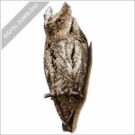 European Scops Owl stock image