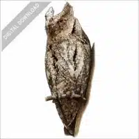 European Scops Owl stock image