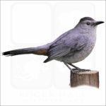 Gray Catbird illustration