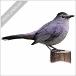 Gray Catbird stock image