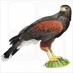 Harris's Hawk illustration