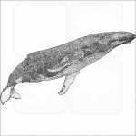 Humpback Whale