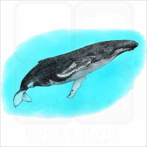 Humpback Whale illustration