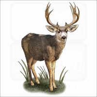 Mule Deer illustration