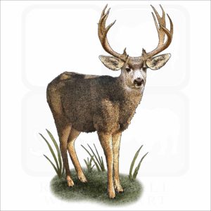 Mule Deer illustration