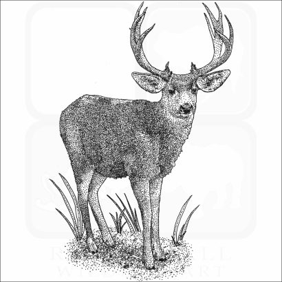 Mule Deer