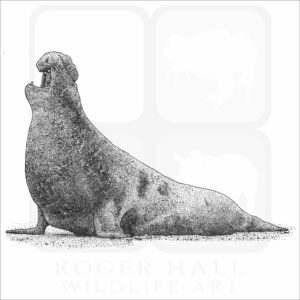 Northern Elephant Seal